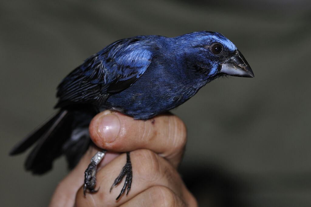 Blue-black Grosbeak male adult