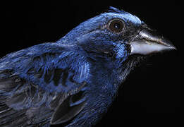 Blue-black Grosbeak