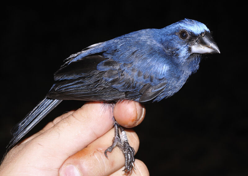Évêque bleu-noir mâle adulte