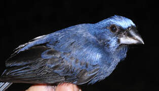 Blue-black Grosbeak