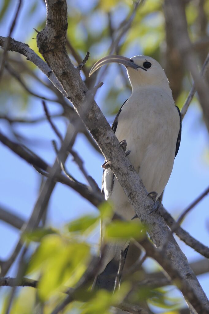 Sickle-billed Vangaadult