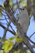 Sickle-billed Vanga