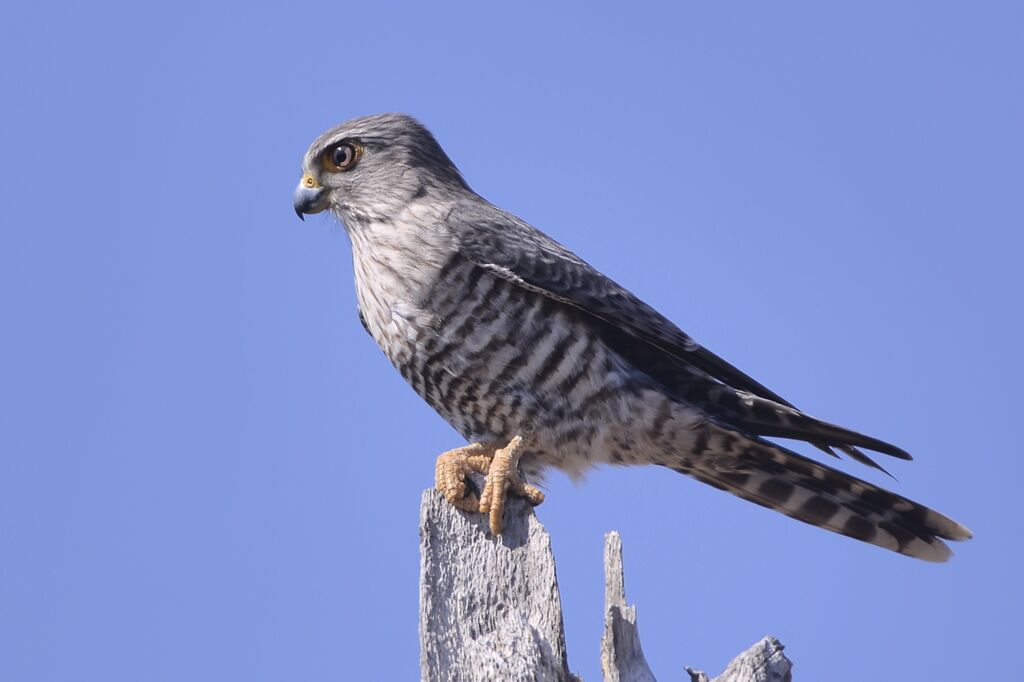 Banded Kestreladult