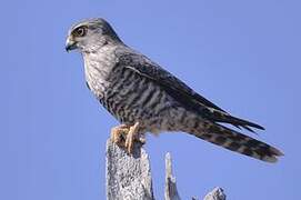 Banded Kestrel