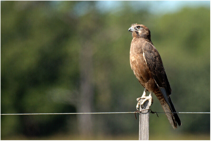 Brown Falcon