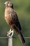 Brown Falcon