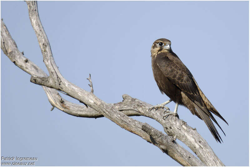 Brown Falconadult, identification