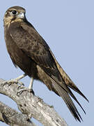 Brown Falcon