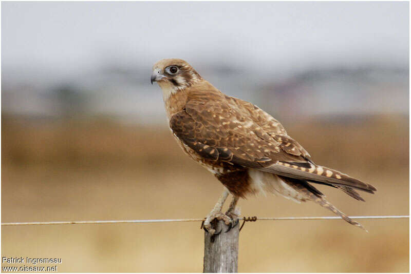 Brown Falconadult, identification