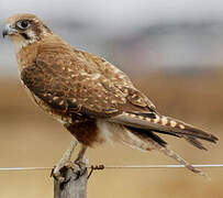 Brown Falcon