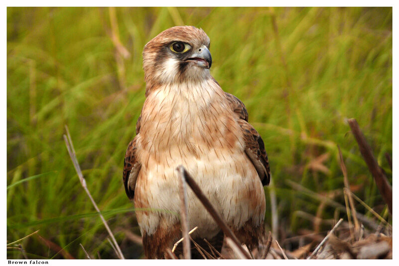 Brown Falconadult