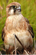 Brown Falcon