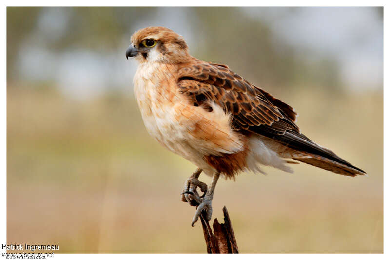 Brown Falconadult, Behaviour