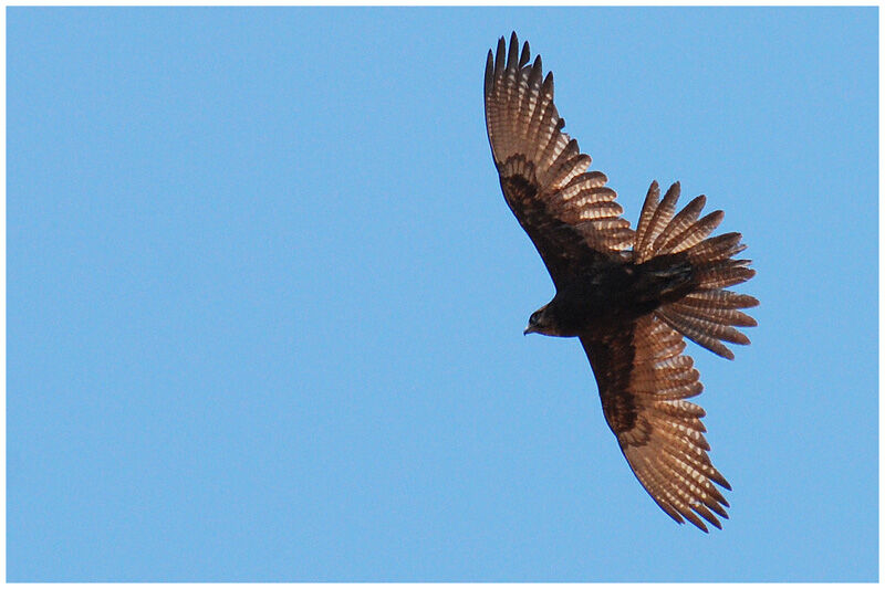 Brown Falconadult