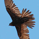 Faucon bérigora