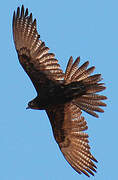 Brown Falcon