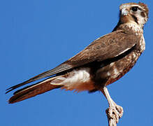 Brown Falcon