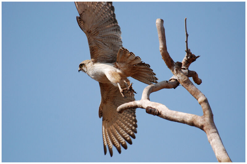 Brown Falconadult