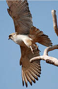 Brown Falcon