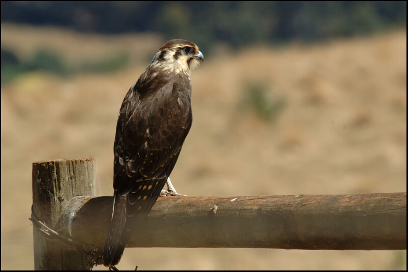 Brown Falcon