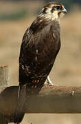 Brown Falcon