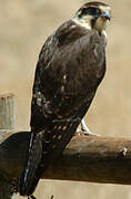 Brown Falcon