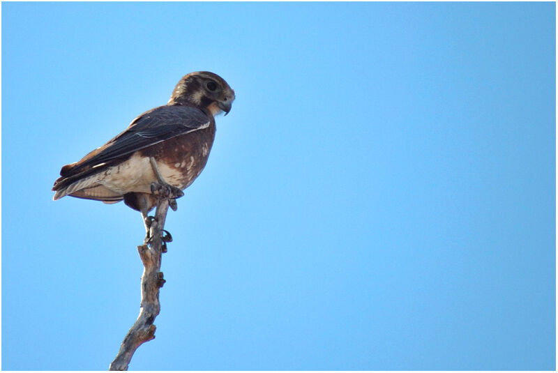 Brown Falcon