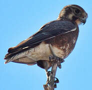 Brown Falcon