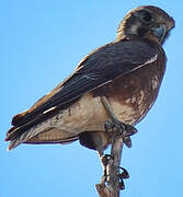 Brown Falcon