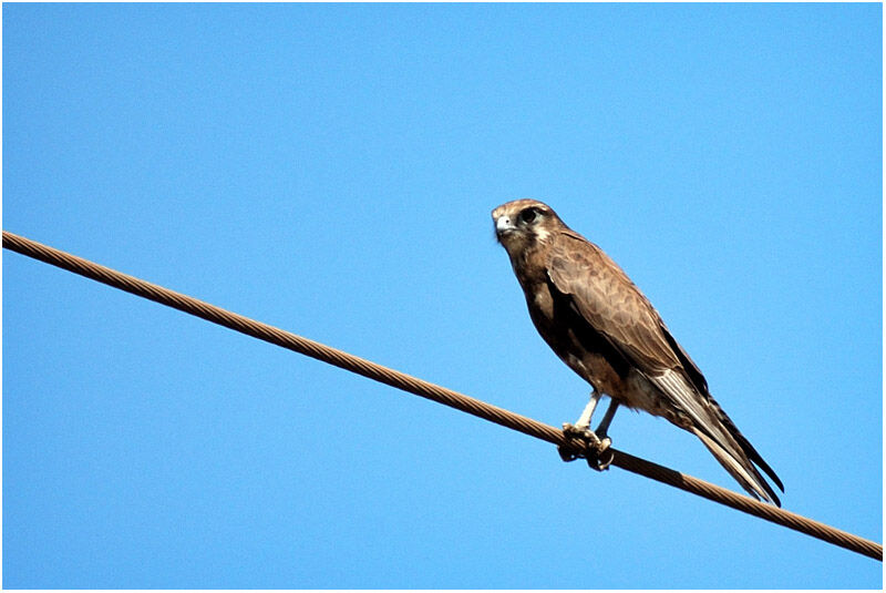 Brown Falcon