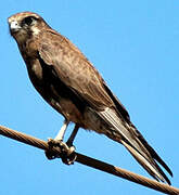 Brown Falcon