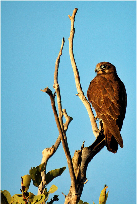 Brown Falcon