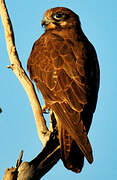 Brown Falcon