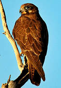 Brown Falcon