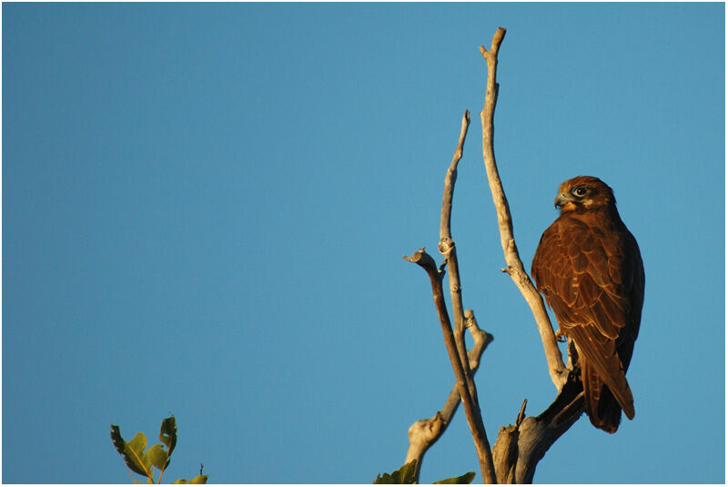 Brown Falcon