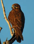 Brown Falcon