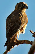 Brown Falcon