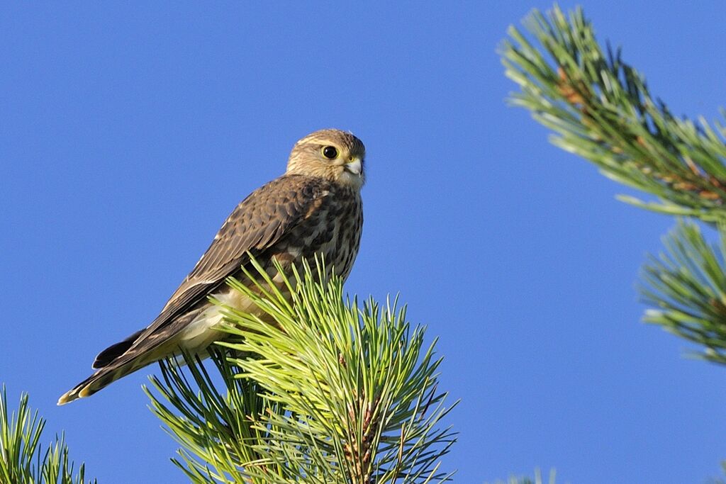 Merlin female adult