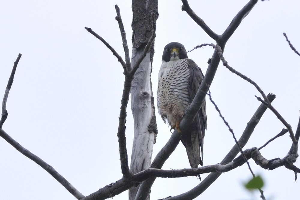 Peregrine Falconadult