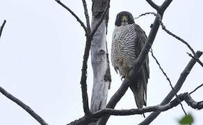 Peregrine Falcon