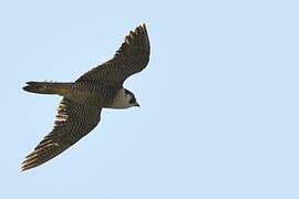 Peregrine Falcon