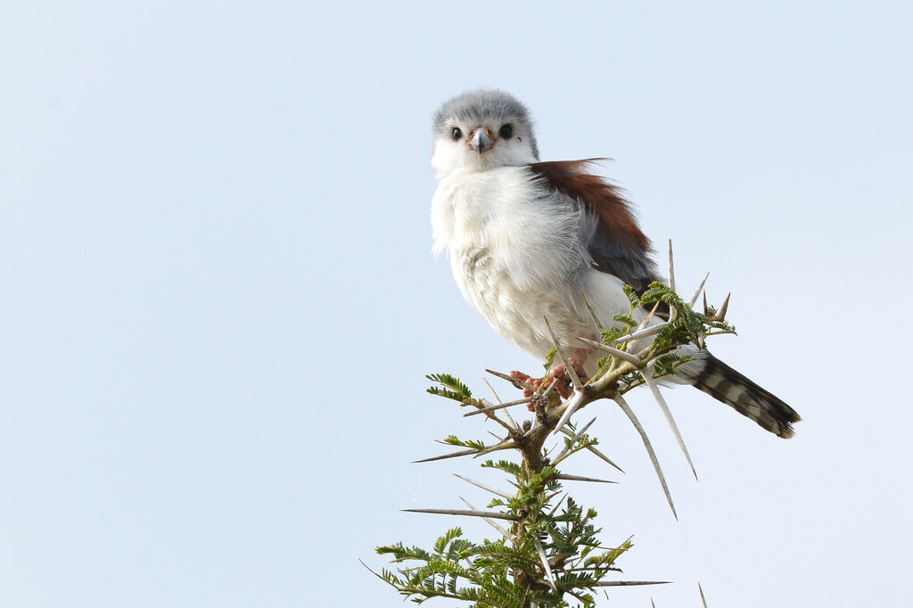 Pygmy Falcon female adult