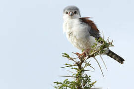 Pygmy Falcon