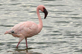 Lesser Flamingo