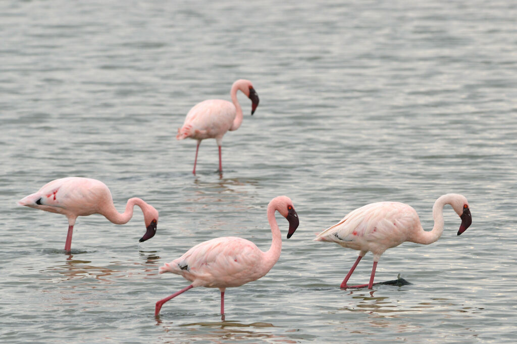 Lesser Flamingoadult