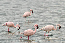 Lesser Flamingo