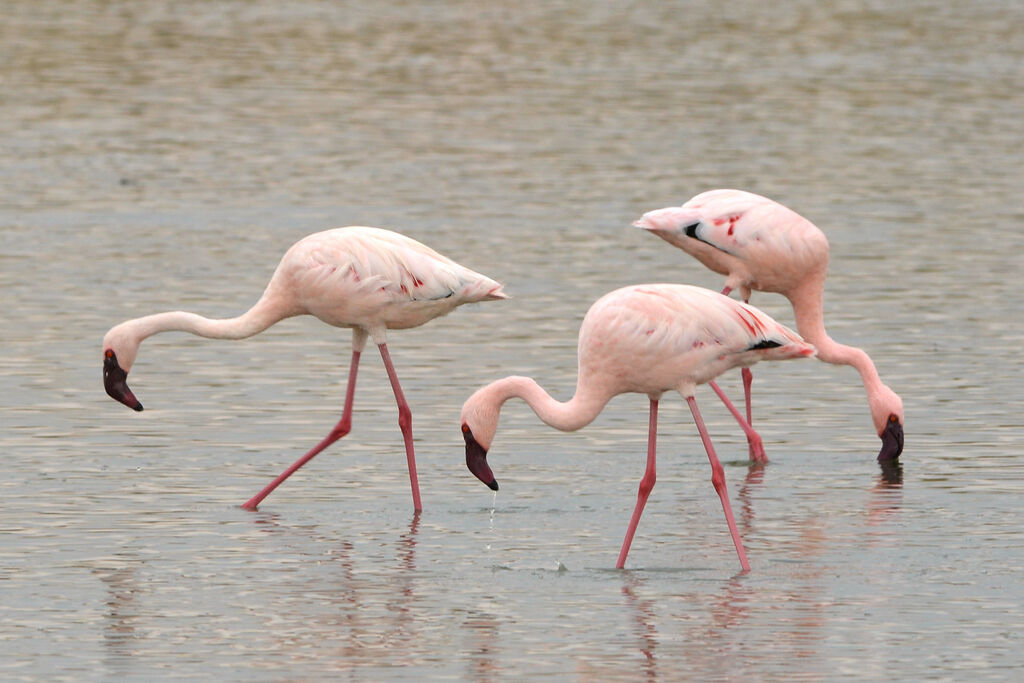 Lesser Flamingoadult, eats