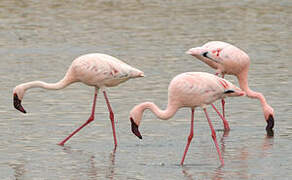 Lesser Flamingo