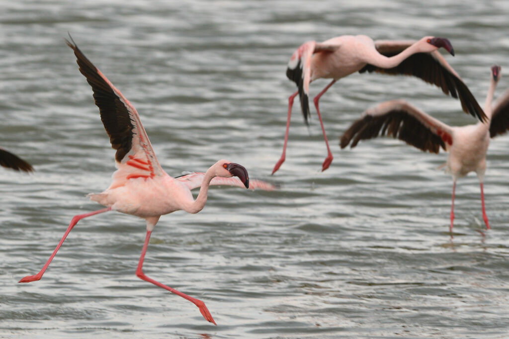 Lesser Flamingoadult, Flight