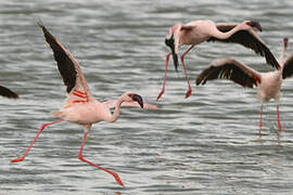 Lesser Flamingo